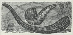 1890 drawing of medical leeches