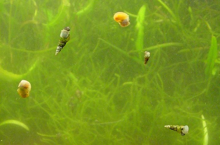 Algae Eating Fish. Algae-Eating-Aquarium-Fish